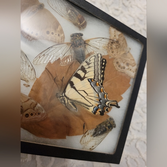 Dried Preserved Real Butterfly Moth Insects Oddity Earth Garden Natural - Picture 8 of 13
